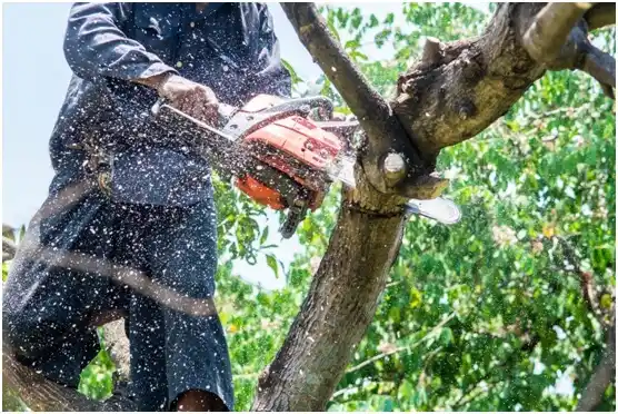 tree services West Alto Bonito